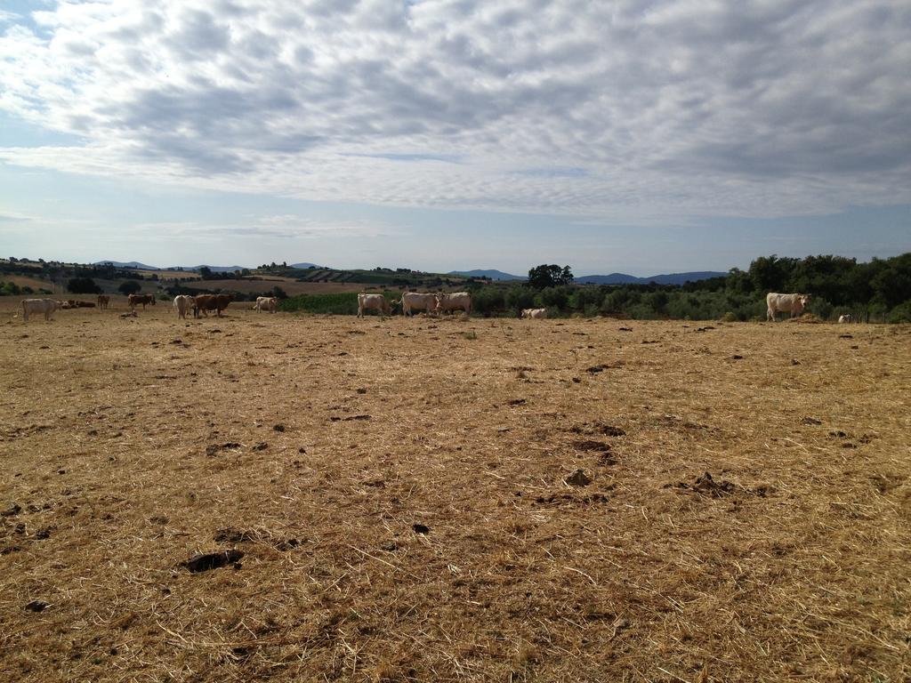 I Puntoni Agriturismo Magliano in Toscana Exterior foto